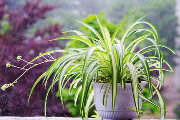 绿萝需要浇水的表现(绿萝的浇水方法和注意事项)