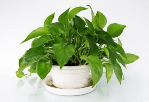 绿萝怎么修剪(绿萝怎么修剪枝叶视频教程) 绿萝怎么修剪(绿萝怎么修剪枝叶视频教程)