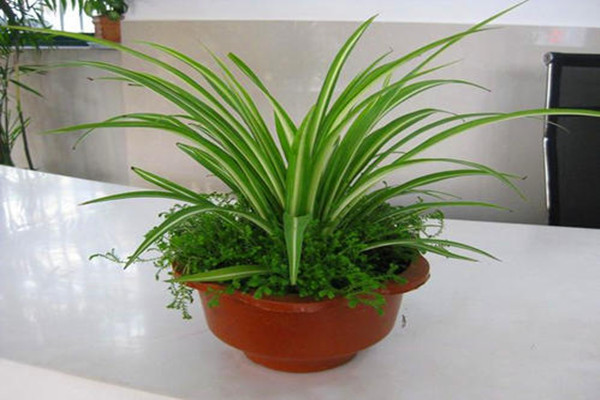 金心吊兰适合放什么环境下养(金心吊兰的养殖方法和注意事项)