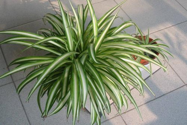 金心吊兰种子多久能发芽(金心吊兰开花吗)