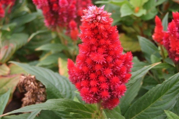 鸡冠花茶怎么做(鸡冠花茶怎么做)