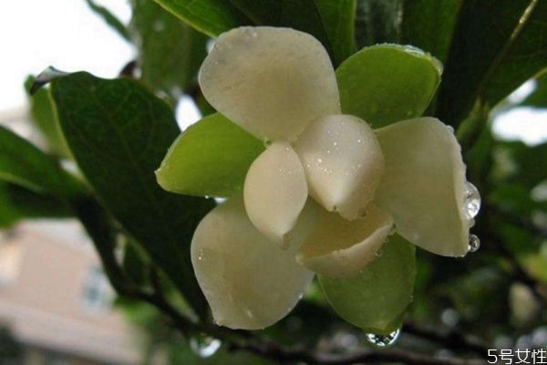 娇兰新年限量口红干不干(娇兰2020新年限量口红) 娇兰新年限量口红干不干(娇兰2020新年限量口红)