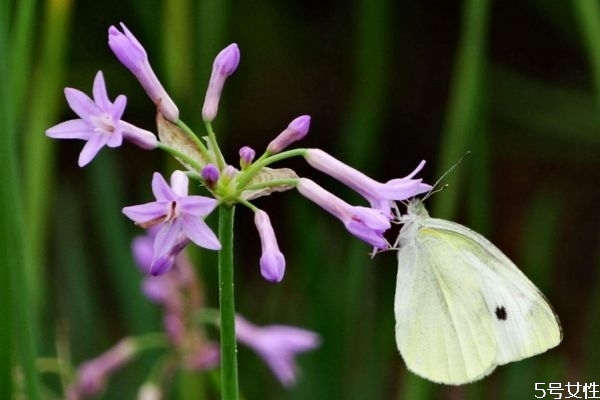 紫娇花的生长环境是怎么样的呢(紫娇花耐寒吗)