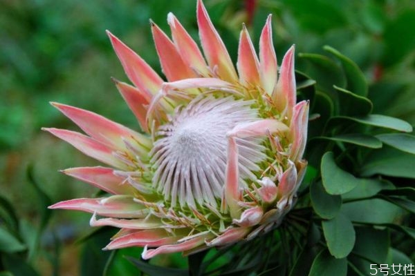 帝王花的生长环境是怎么样的呢(帝王花好养吗)