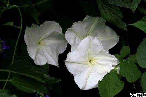 月光花的生长环境是怎么样的呢(月光花长啥样)