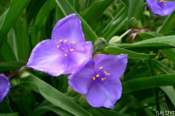 紫露草的生长环境是怎么样的呢(紫露草怎么养)