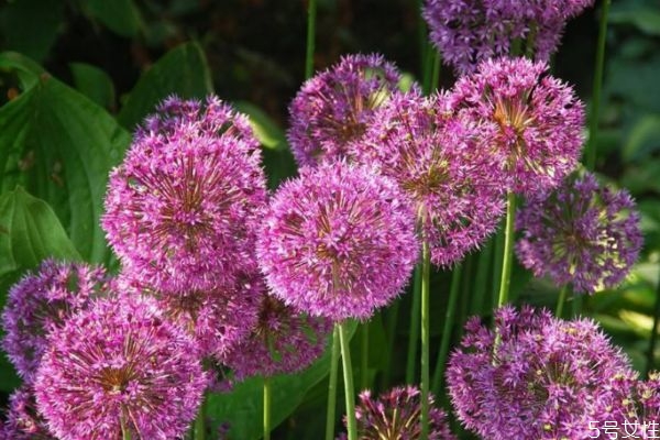 大花葱的生长环境是怎么样的呢(大葱的生长环境要求)