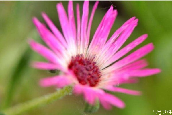 松叶菊有毒吗(松叶菊有毒吗能在卧室放吗)