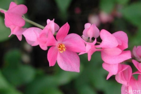 珊瑚藤的花期是什么时候呢(珊瑚藤种植多久才开花)