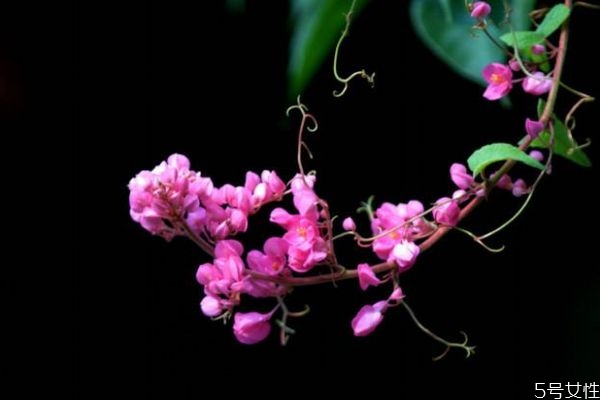 珊瑚藤的生长环境是怎么样的呢(珊瑚藤怎么养) 珊瑚藤的生长环境是怎么样的呢(珊瑚藤怎么养)