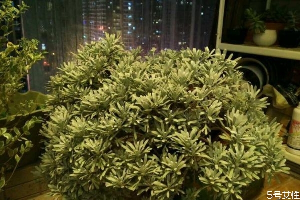 芙蓉菊的生长环境是怎么样的呢(芙蓉菊是多年生植物吗?)