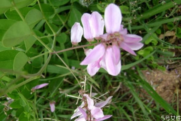 花木蓝的生长环境是怎么样的呢(开蓝色花的木本植物)