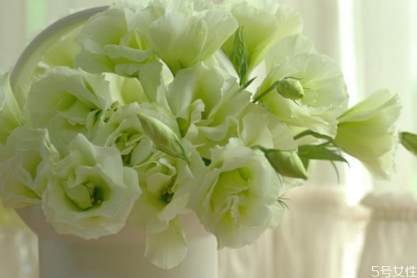 洋桔梗的生长环境是怎么样的呢(桔梗的生长环境有什么要求)