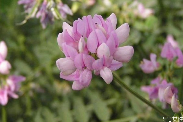 小冠花的生长环境是怎么样的呢(小冠花种子的种植方法)