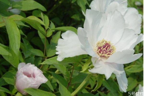 凤丹有什么颜色的呢(凤丹是什么样子的)