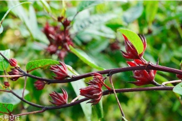 洛神花的食用禁忌(洛神花的功效和禁忌怎样食用)