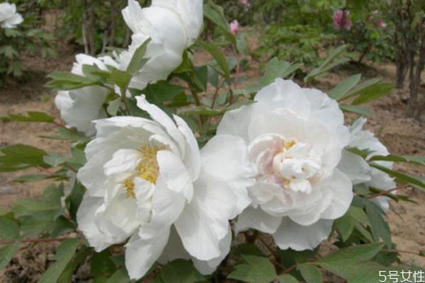 凤丹的生长环境是怎么样的呢(凤丹是什么样子的) 凤丹的生长环境是怎么样的呢(凤丹是什么样子的)