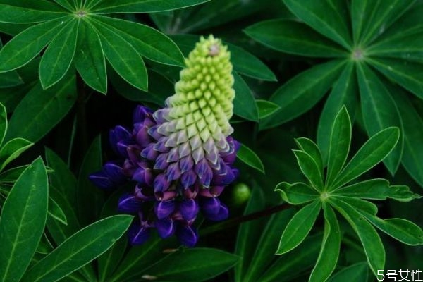 羽扇豆有什么颜色的呢(羽扇豆花色)