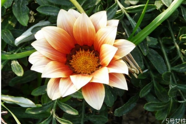 勋章菊有什么颜色的呢(勋章菊的寓意是什么)