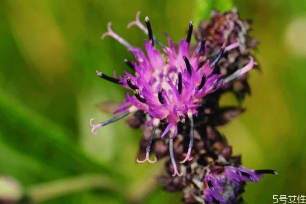 风毛菊和凤毛菊有什么区别呢(风毛菊的功效)