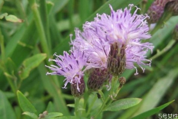 风毛菊的生长环境是怎么样的呢(菊花生长在什么样的环境下)