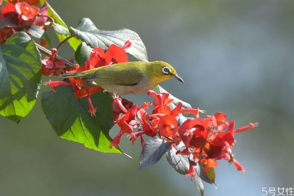 冬红的生长环境是怎么样的呢(对红冬季怎么养)