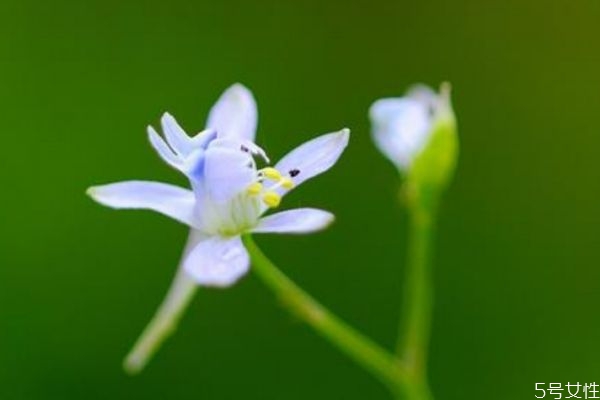还亮草的生长环境是怎么样的呢(小草的生长环境是什么)