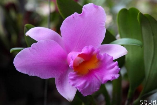 卡特兰的生长环境是怎么样的呢(卡特兰生长的温度) 卡特兰的生长环境是怎么样的呢(卡特兰生长的温度)