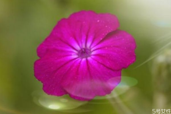 剪秋罗的生长环境是怎么样的呢(剪秋罗是什么植物)