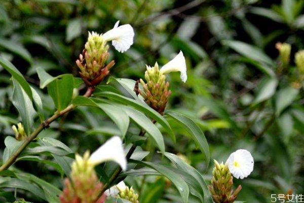 闭鞘姜的生长环境是怎么样的呢(闭鞘姜的药用功效)