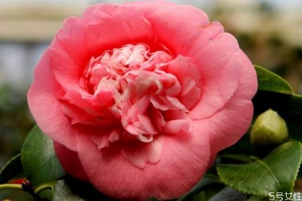 PH胎盘素按摩膏(ph胎盘素按摩膏批号看生产日期)