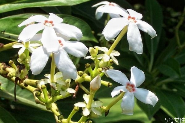 海杧果的生长环境是怎么样的呢(海棠果有什么功效) 海杧果的生长环境是怎么样的呢(海棠果有什么功效)