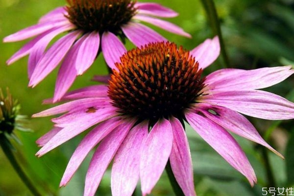 松果菊的生长环境是怎么样的呢(松果菊是多年生植物吗)