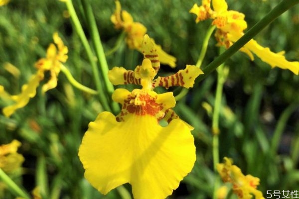 文心兰的生长环境是怎么样的呢(文心兰适合什么土壤)