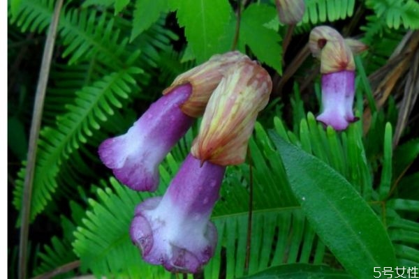 东野菰的生长环境是怎么样的呢(野菰能不能种) 东野菰的生长环境是怎么样的呢(野菰能不能种)