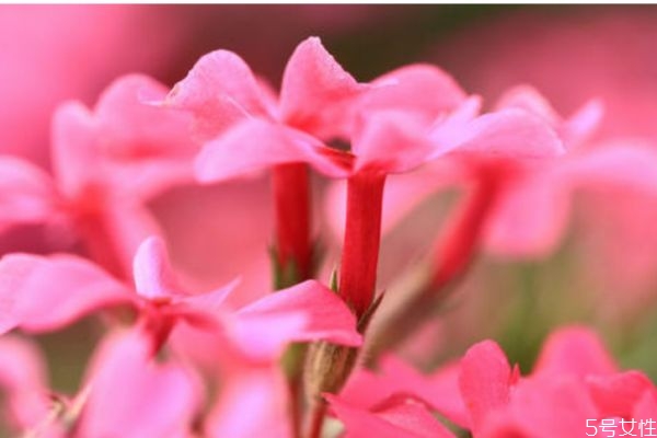 矮雪轮的价值有什么呢(矮雪轮图片)