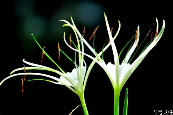 水鬼蕉的生长环境是怎么样的呢(水鬼蕉是灌木吗)