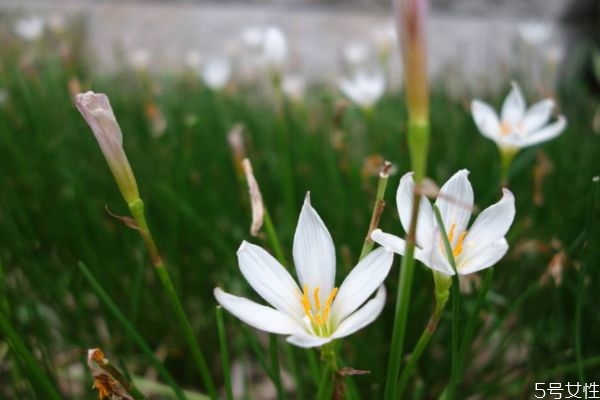葱莲的生长还环境是怎么样的呢(葱莲的种植方法和时间)