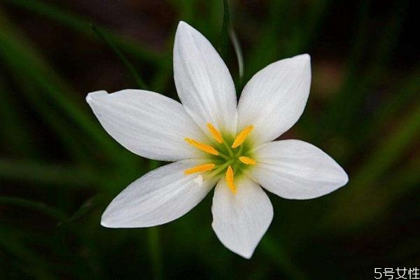 葱莲的花期是什么时候呢(葱莲什么时候开花)