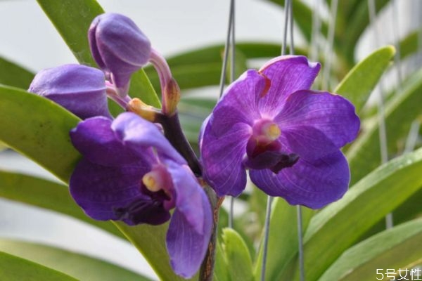 万代兰的种植有什么注意的呢(万代兰怎么种植及养护要点) 万代兰的种植有什么注意的呢(万代兰怎么种植及养护要点)