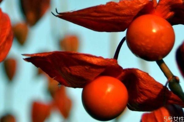 假酸浆的生长环境是怎么样的呢(假酸浆是什么植物)