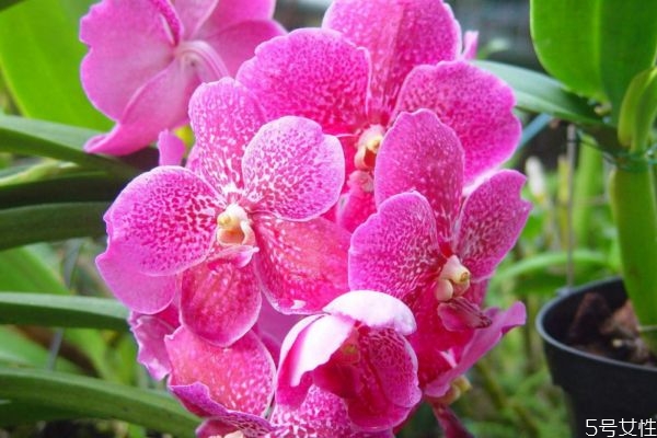 万代兰的生长环境是怎么样的呢(万代兰怎么种植及养护要点)