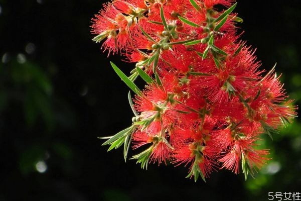 红千层的生长环境是怎么样的呢(红千层的养殖方法和注意事项) 红千层的生长环境是怎么样的呢(红千层的养殖方法和注意事项)