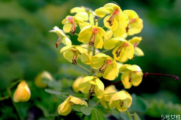 云实的生长环境是怎么样的呢(云实树生长在什么地方)