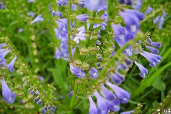 韩信草的由来是什么呢(韩信草别名叫什么)