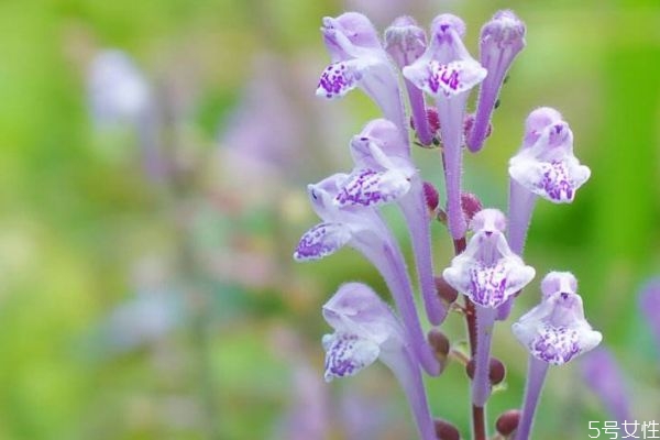 韩信草的生长环境是怎么样的呢(韩信草有几种)