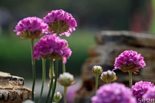 海石竹的生长环境是怎么样的呢(海石竹是多年生的吗)