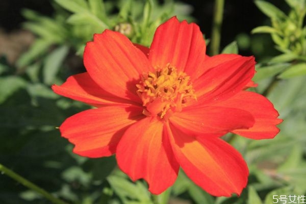 硫华菊的生长环境是怎么样的呢(硫华菊怎么种)