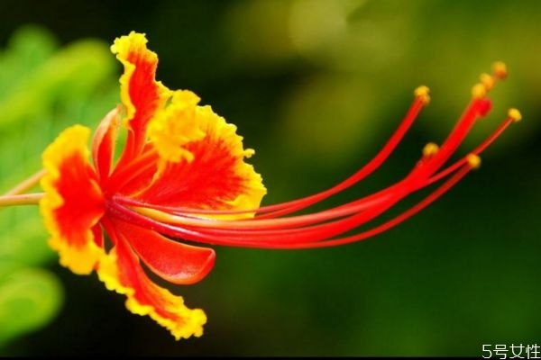 金凤花有什么生长环境呢(金凤花的养殖方法) 金凤花有什么生长环境呢(金凤花的养殖方法)