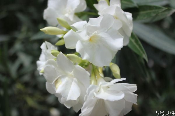 狗牙花的花期是什么时候呢(狗牙花花期是几月份)